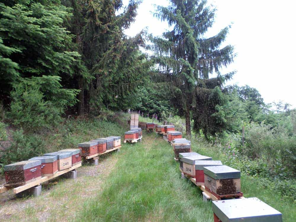 notre rucher en Alsace