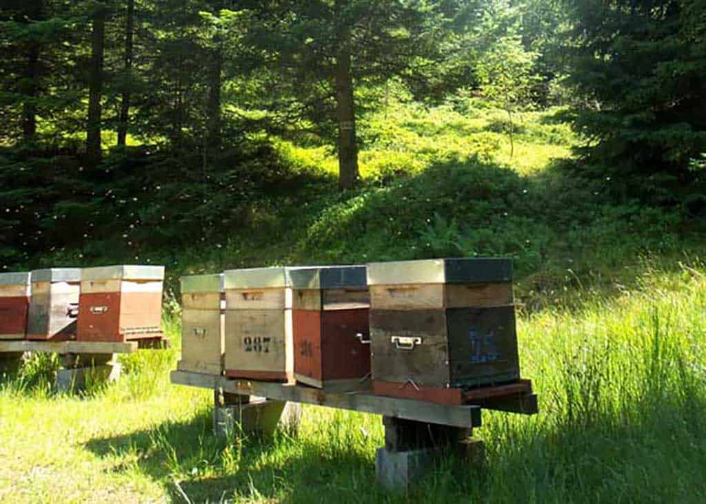 un de nos ruchers dans les Vosges - miel de sapin des Vosges AOP