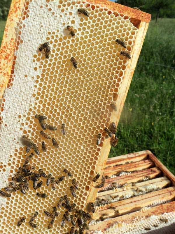 récolte du miel de printemps
