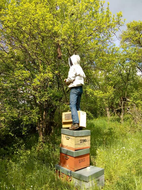 gaël volland apiculteur dans les Vosges