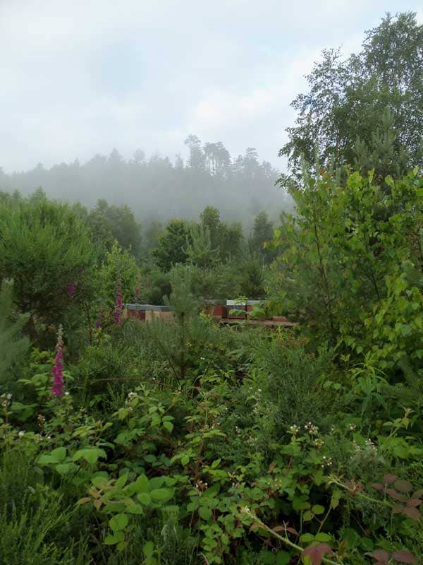 rucher Vallée de la Plaine
