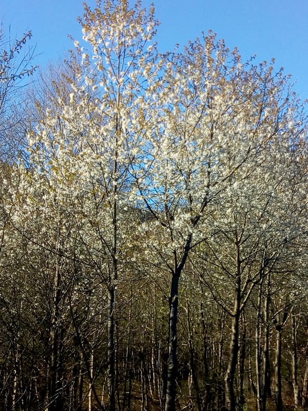 merisier miel de printemps