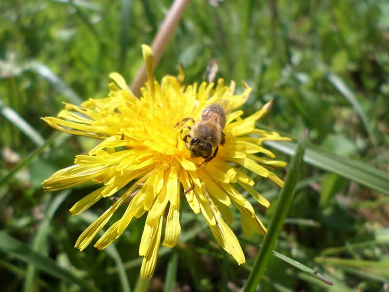 abeille sur pissenlit