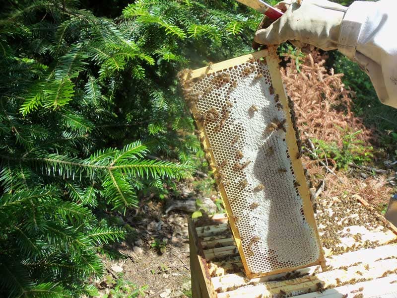 récolte du miel de sapin des Vosges AOP