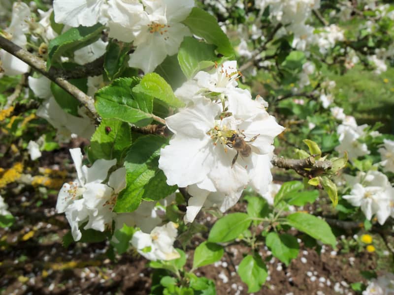 arbre fruitier miel de printemps