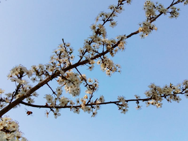 arbre fruitier miel de printemps
