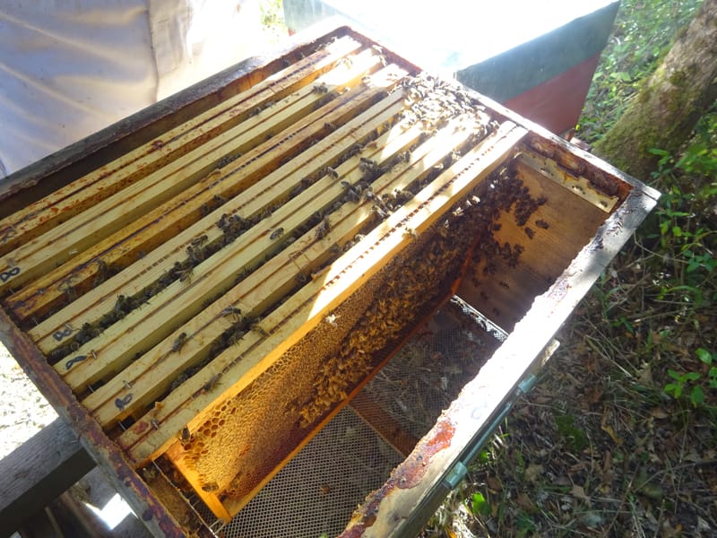une ruche sans miel