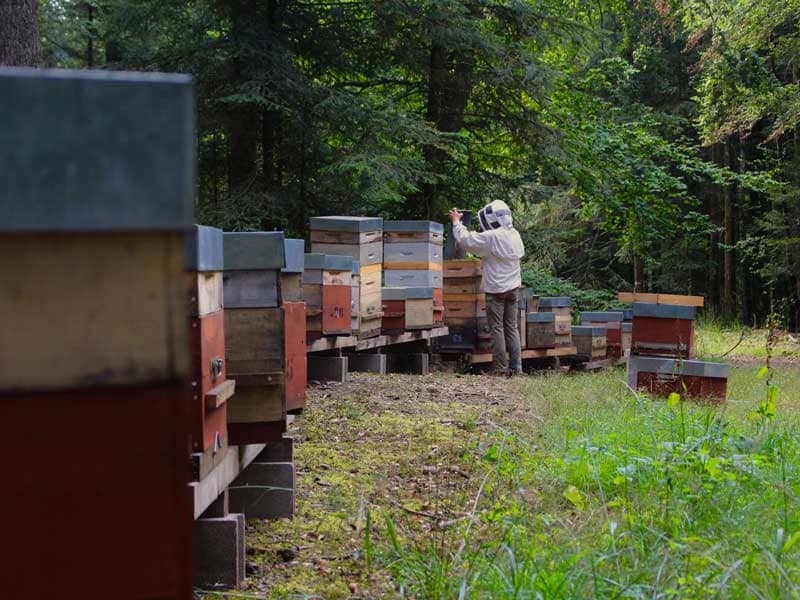 en plein cœur de la forêt vosgienne