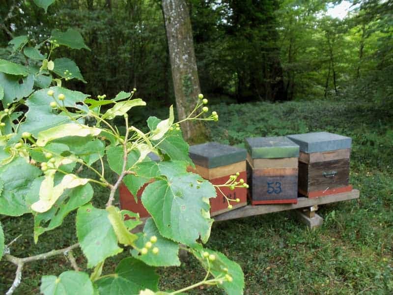 rucher en Meurthe et Moselle - miel de tilleul
