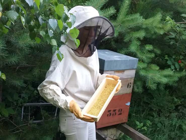 La récolte du pollen au rucher