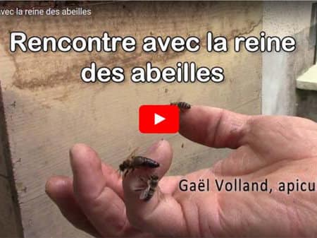 Rencontre avec la reine des abeilles